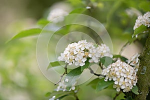 Christmas berry Photinia villosa, clusters of white flowers photo